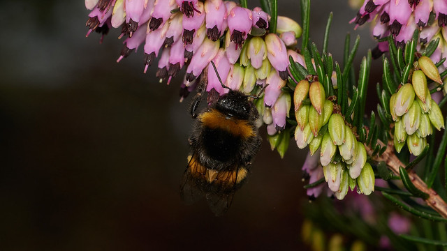 Bumblebee worker on winter-flwering heather