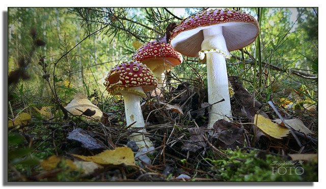 Pilz-Familie -  mushroom family