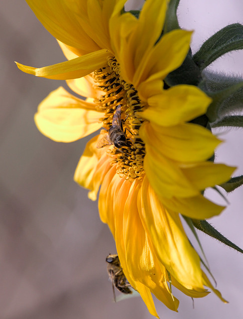 Hoverflies on sunflower
