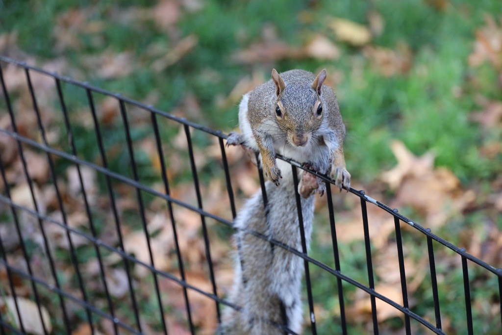 Squirrels of Central Park (New York City) - November 4th, 2022