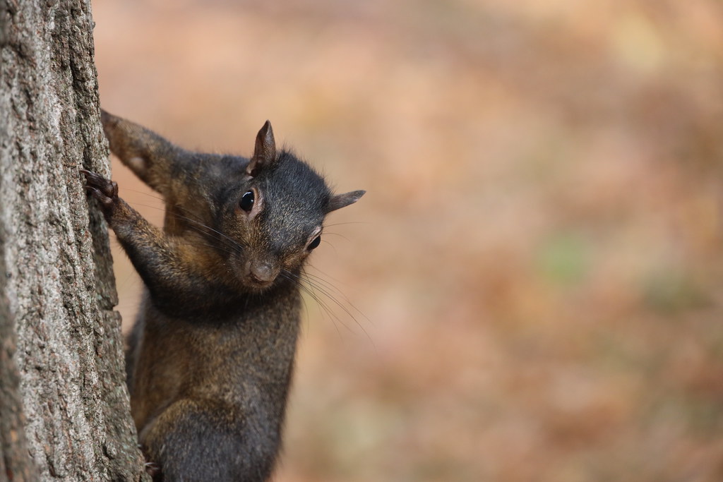Squirrels of Central Park (New York City) - November 4th, 2022