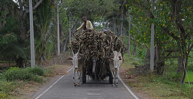 Sugar Cane Karnataka India DSC_4005