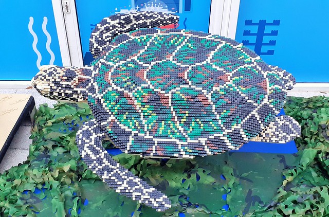 7.5ft long Green Sea Turtle
