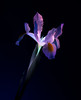 Glowing Iris