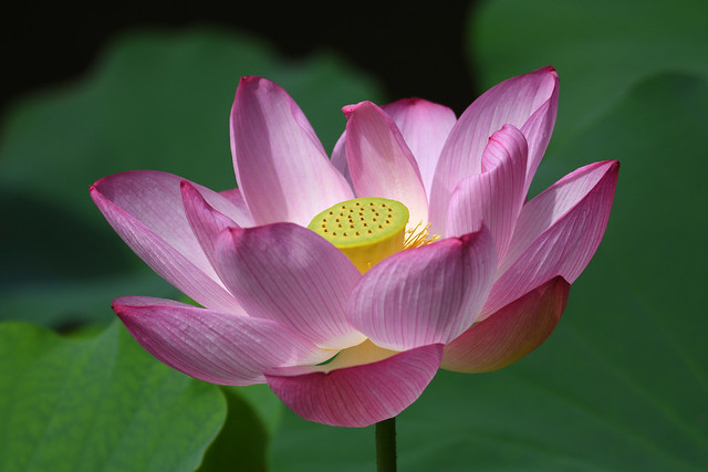 Pink Lotus Flower 1
