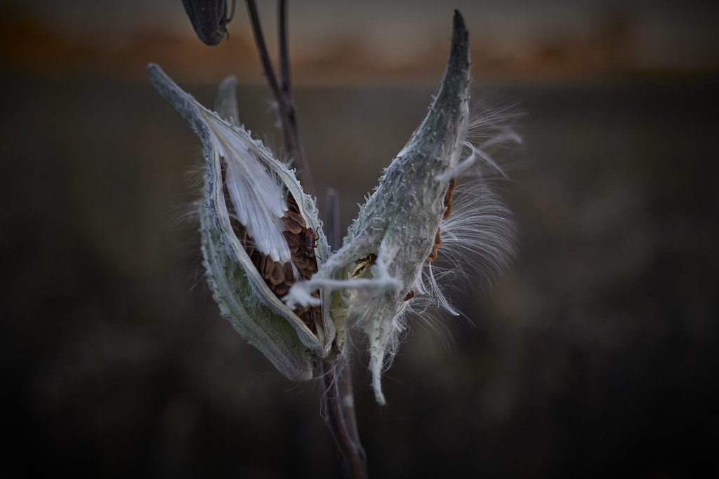 milkweed, just before sundown, 10-22-22 7