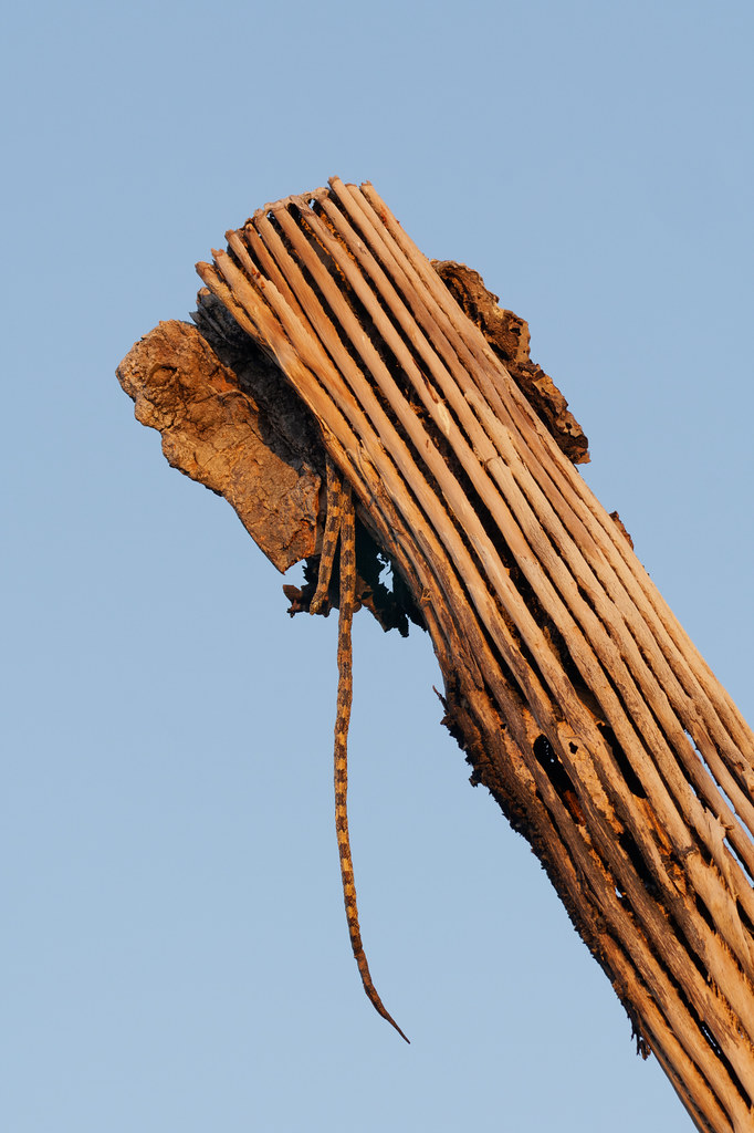A snake carcass hangs from a dead saguaro at George Doc Cavalliere Park in Scottsdale, Arizona on October 23, 2022. Original: _CAM6035.ARW
