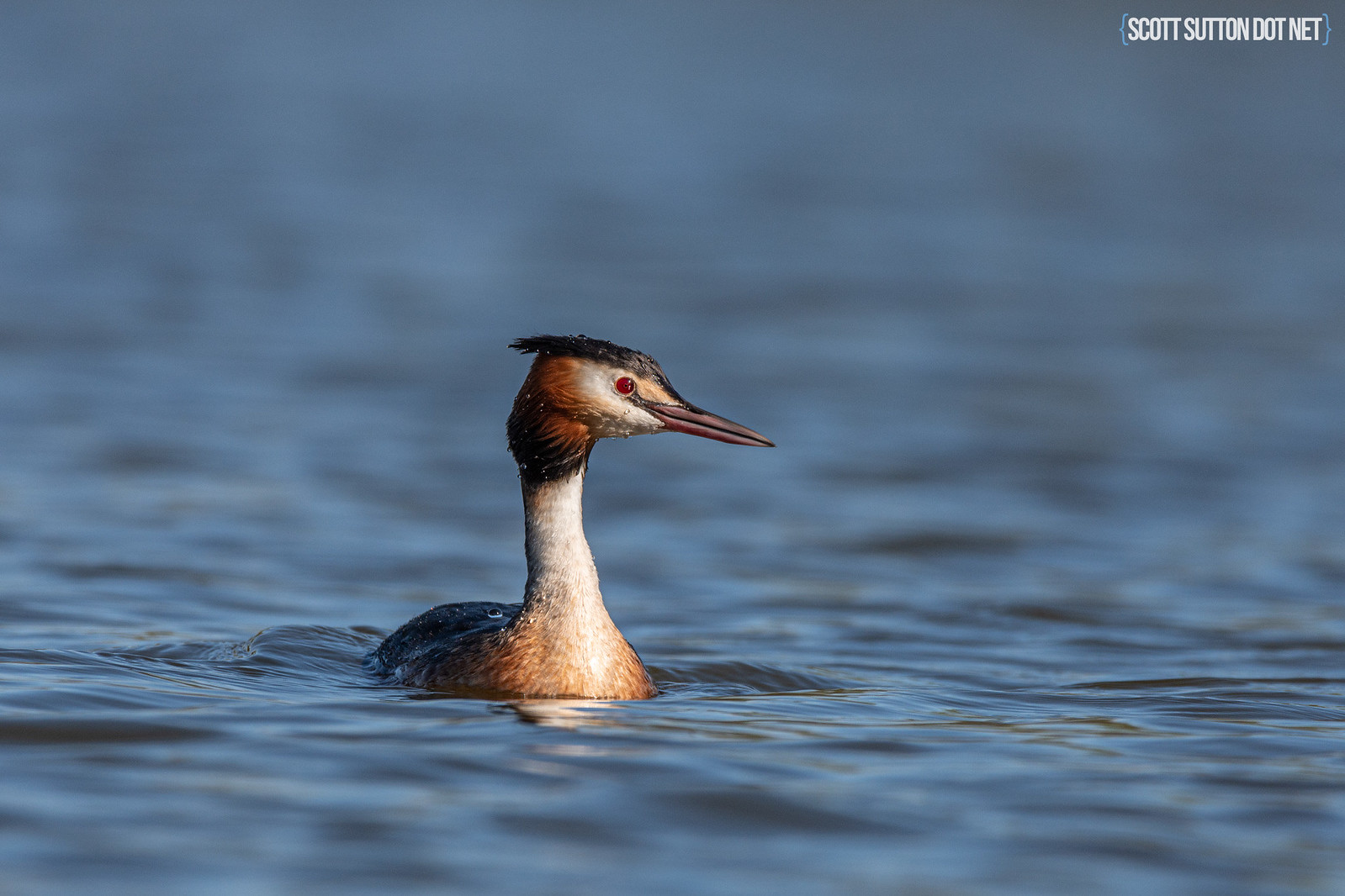 Great Crested Grebe at Hendre Lake, St Mellons