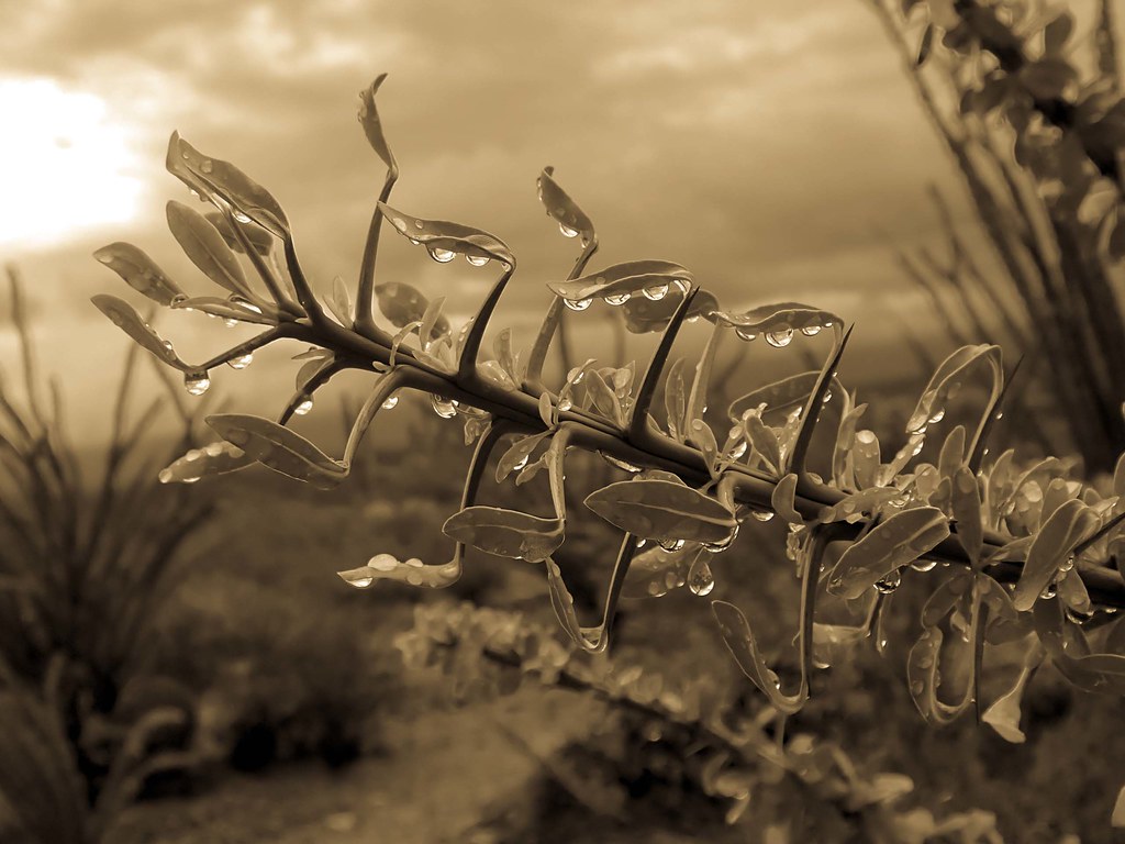 Morning dew on new growths of Ocotillo (Fouquieria splendens); San Pedro River Valley, SE of San Manuel, AZ
