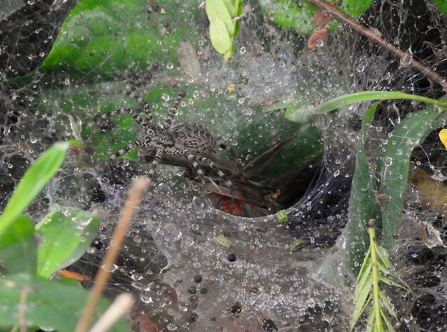Funnel Wep Spider In Cuc Phoung National Park - Vietnam