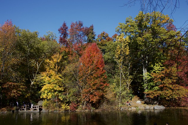 🇺🇸  Autumn colors in Central Park