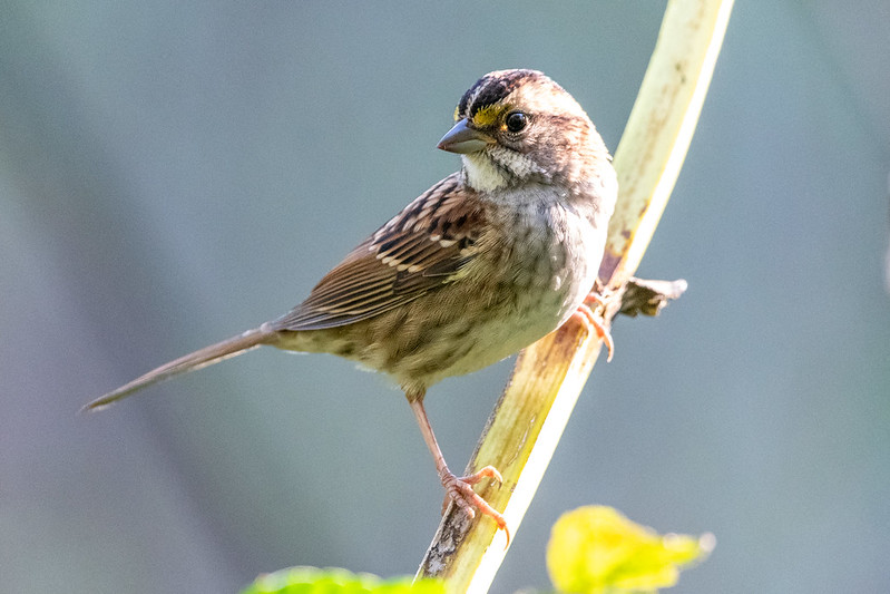 white-throated-sparrow-1708