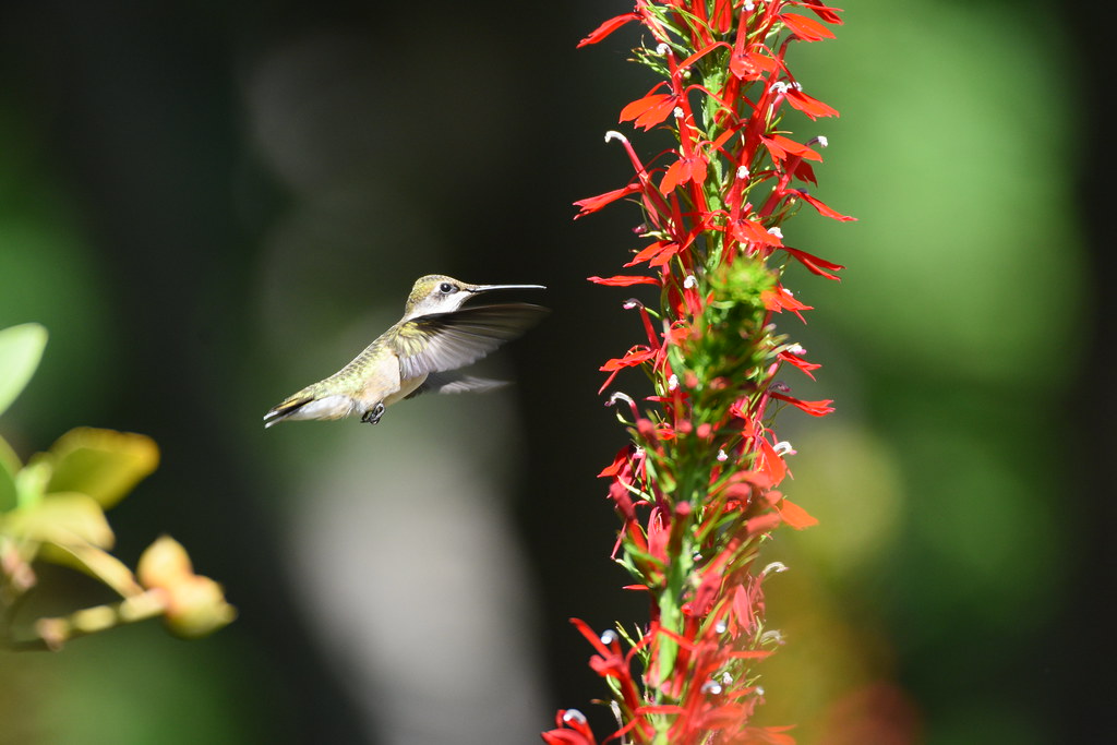 Ruby-Throated Hummingbird Female Feeding from Lobelia Cardinal Flower 05