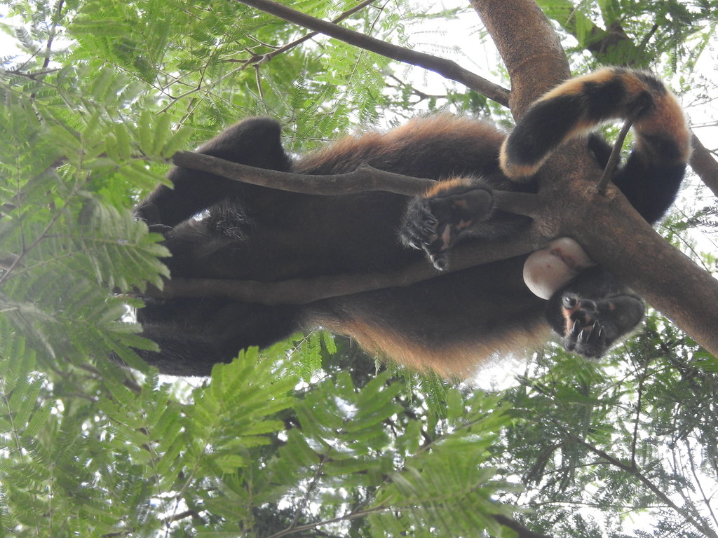 DSCN2336 | Howler monkey troops project C1611 | Flickr