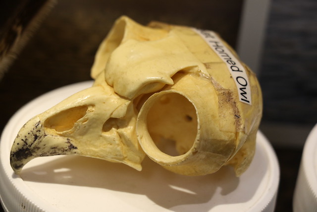 skeleton of horned owl