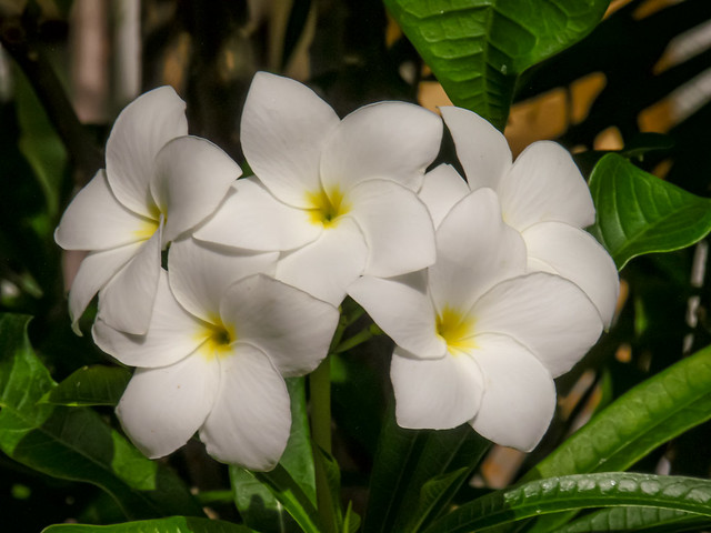 White Flowers - Punta Cana - June 06, 2010 - 10