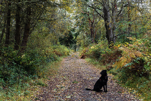 hiking backroad landscape pacificnorthwest olympicpeninsula gettingawayfromitall idyllic tranquil hound labrador autumn