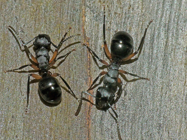 Ants Polyrhachis femorata