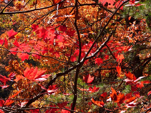 foliage leaves fall autumn red orange vivid colorful october shagbark smokies tn tennessee p1000 coolpixp1000 nikoncoolpixp1000 jennypansing maple explore explored