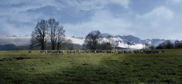 Cieutat (Bigorre, Hautes-Pyrénées, Occitanie, Fr) –  Troupeau, plaine et montagne