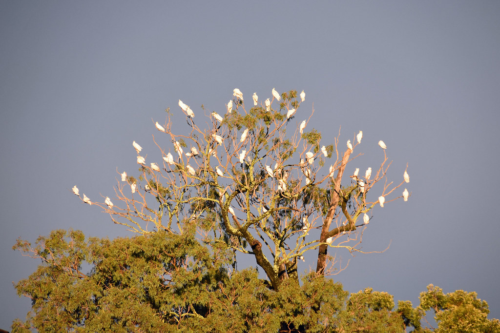 White Sulpher-crested cockatoos