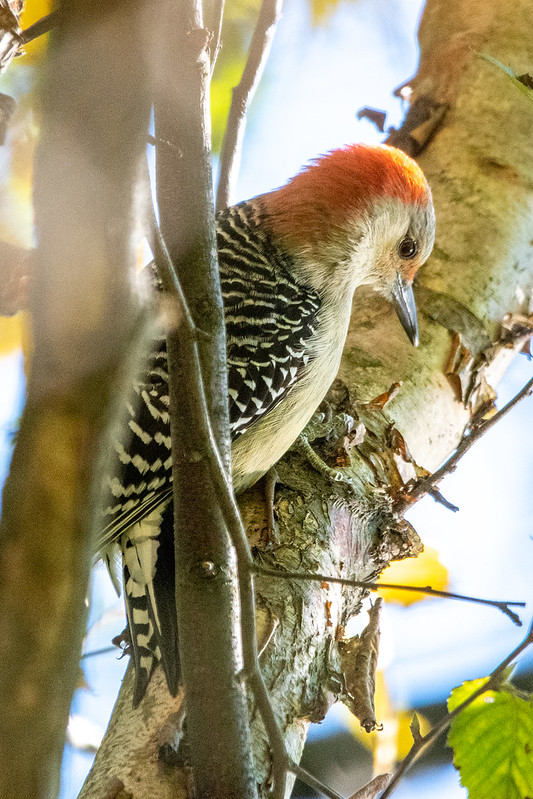 red-bellied-woodpecker-2596