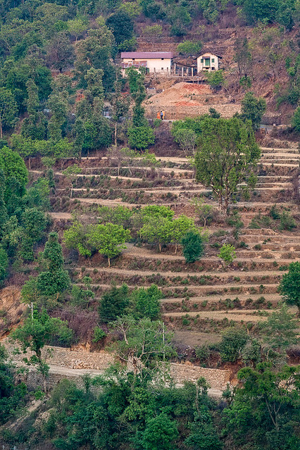 Terraced Hillside in Boom Range, Uttarakhand