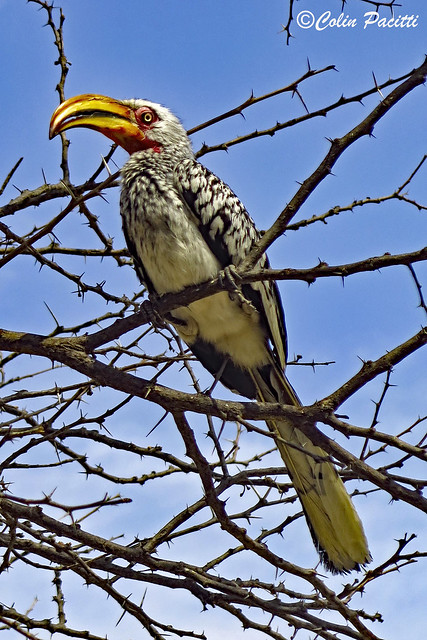 southern yellow-billed hornbill (tockus leucomelas)