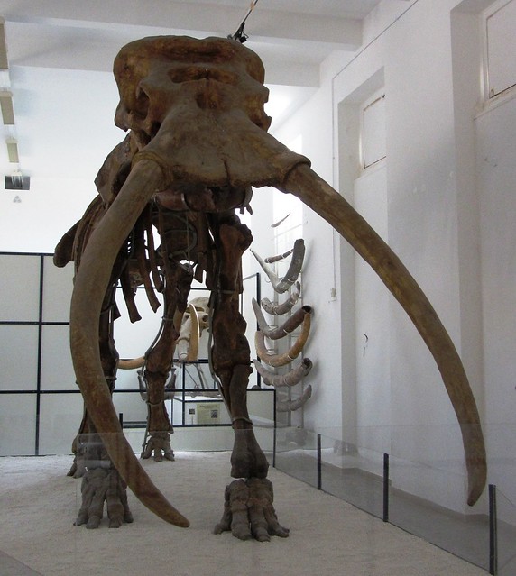 Palaeoloxodon antiquus © Francesco Santini @fsantini2015