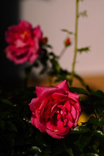Rosen - Mein Garten _DSC7350d23u STF8-4