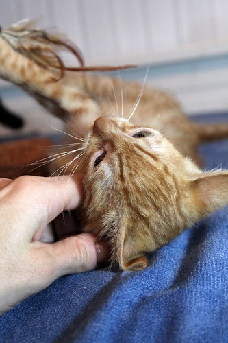 Teru, gatito rubio guapo y juguetón nacido en Agosto´22, en adopción. Valencia. ADOPTADO. 52484161122_5868664ef0
