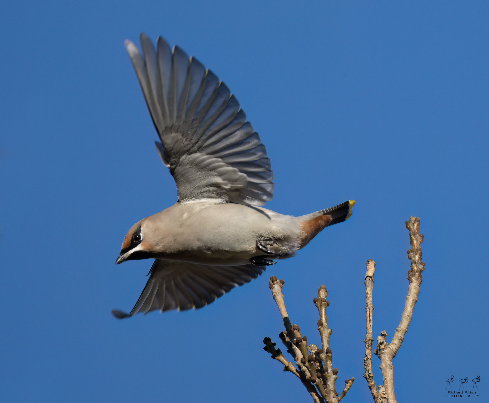 Bohemian Waxwing - a wonderfully-coloured Winter visitor from Scandinavia.