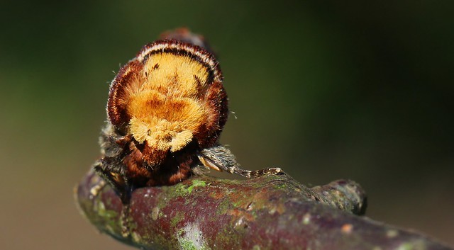 Buff-tip Moth -  Phalera bucephala 220522 (4)
