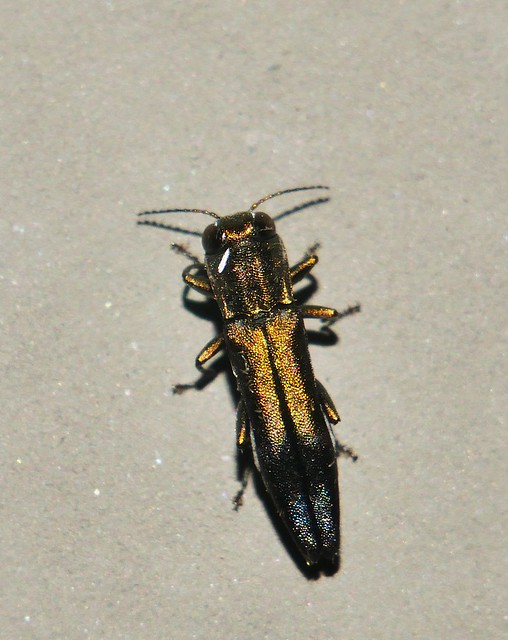 Little jewel beetle Agrilus sp aff fassatii Agrilinae Buprestidae Mandalay rainforest Airlie Beach P1300367