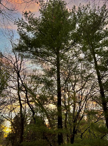 sunset trees pine wisconsin madison