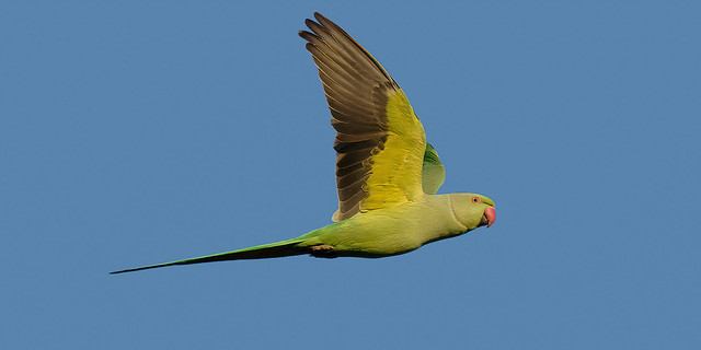 a rose ringed parakeet in flight - une perruche à collier en vol