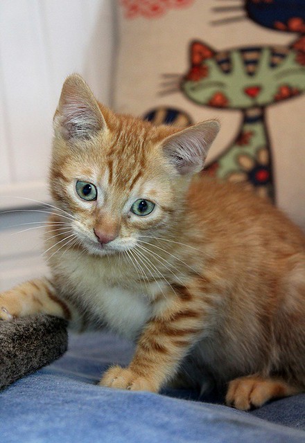 Teru, gatito rubio guapo y juguetón nacido en Agosto´22, en adopción. Valencia. ADOPTADO. 52484658186_bcdd18ec39_z