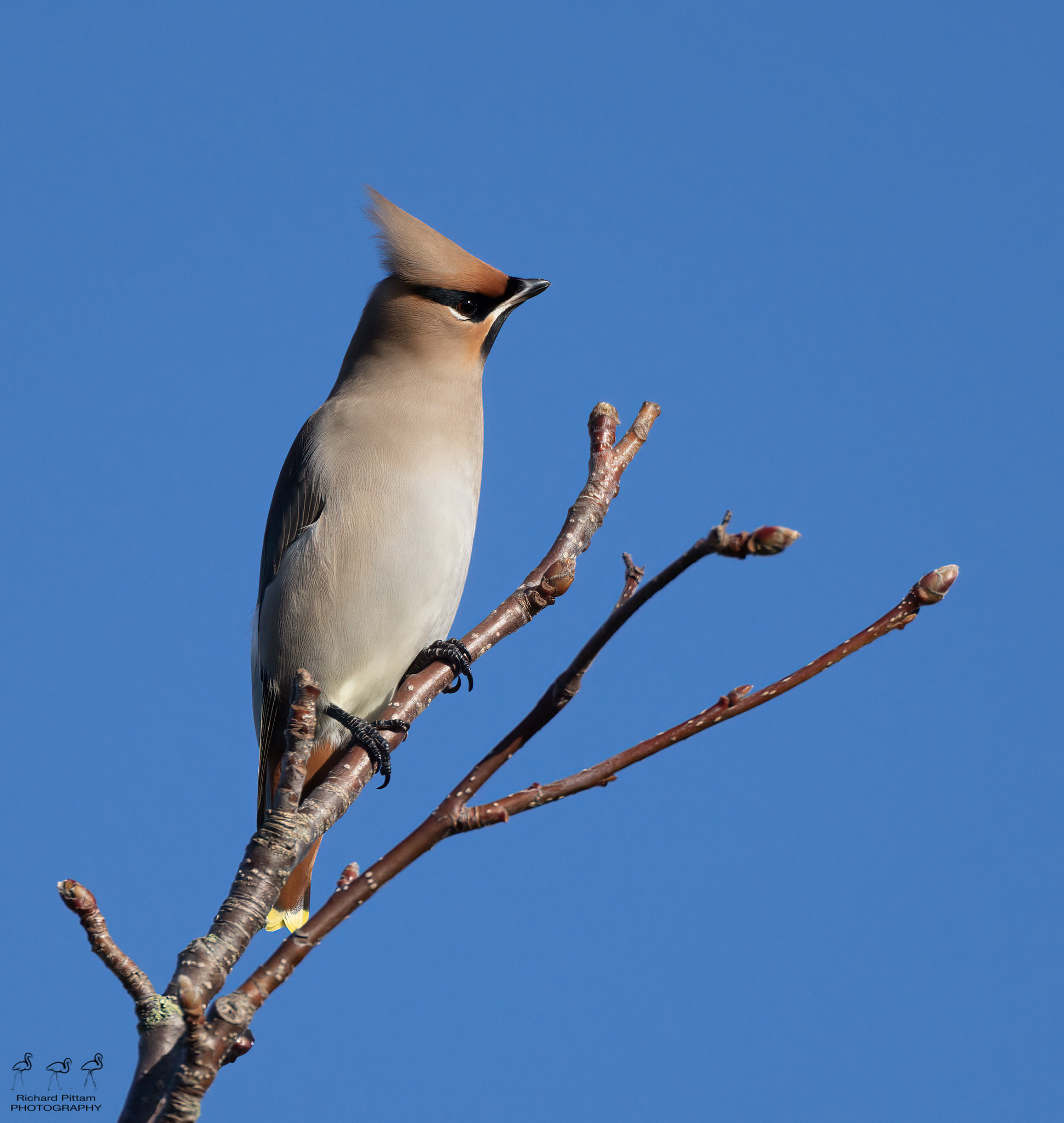 Bohemian Waxwing - a wonderfully-coloured Winter visitor from Scandinavia.