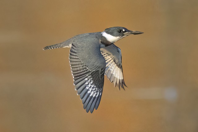 Belted Kingfisher Female.