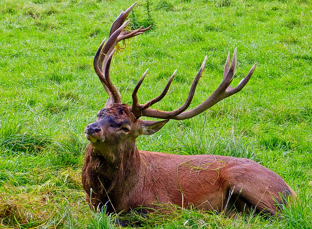 The tired stag
