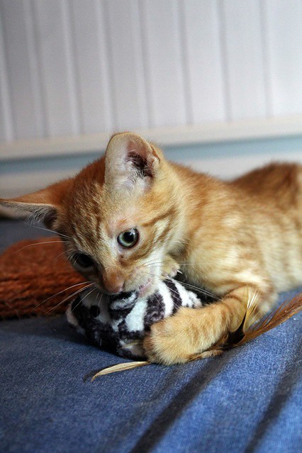 Teru, gatito rubio guapo y juguetón nacido en Agosto´22, en adopción. Valencia. ADOPTADO. 52484928704_2b571acd7a_z
