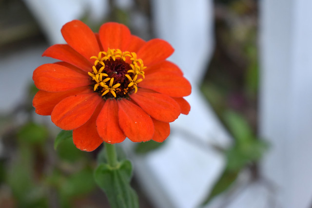 Blossoming Red Zinnia.