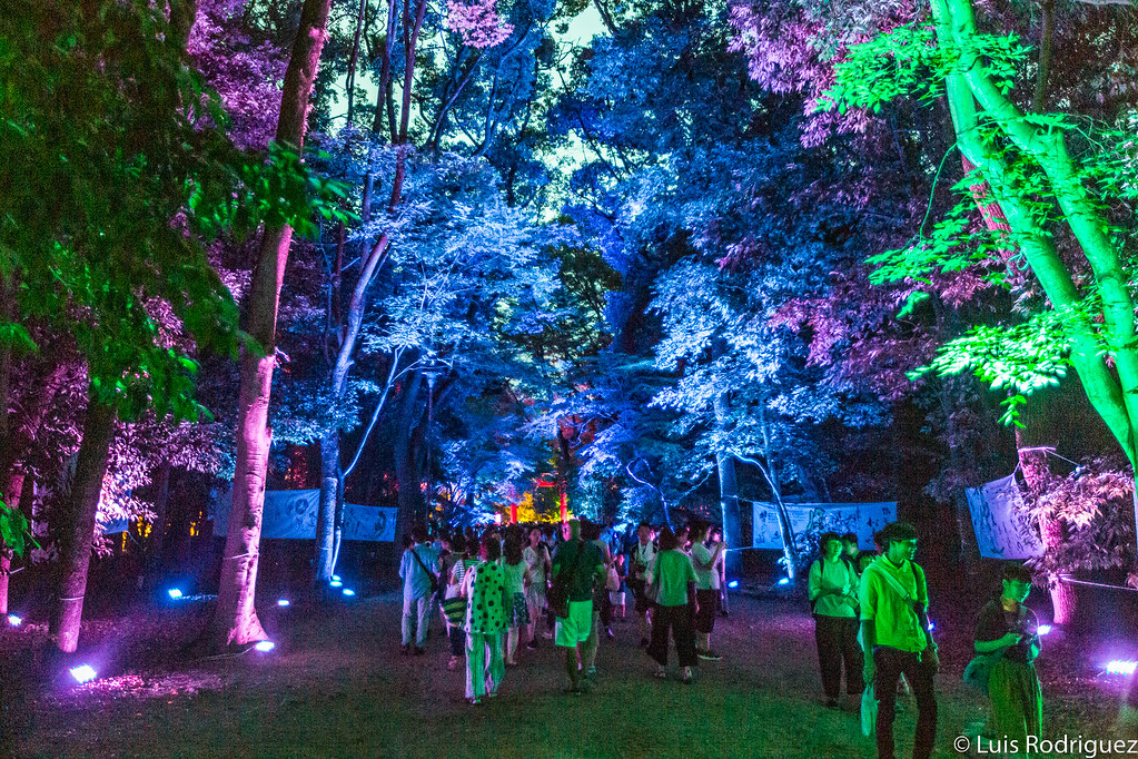 Tadasu no Mori iluminado durante un festival de verano