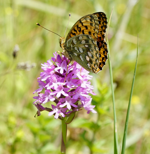 Dark Green Fritillery Butterfly on Pyramidal Orchid | by cjk49