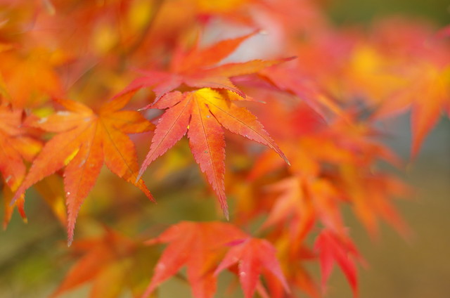 Maple's autumn