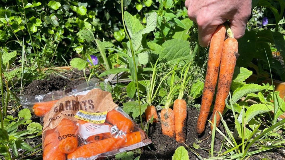 A reduced pack of carrots in plastic next to growing carrots 