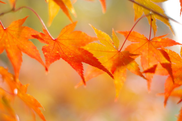 Maple's autumn