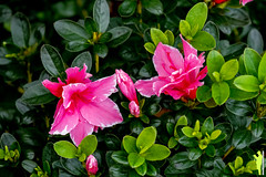 Japanese azaleas usually flower in May to June. These azaleas probably "rejoiced" too early in November.