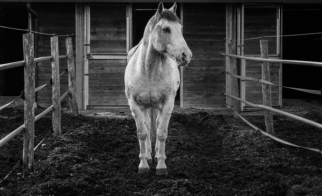 Horse black and white
