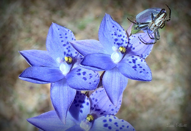 Spotted Sun Orchid and Visiting Spider